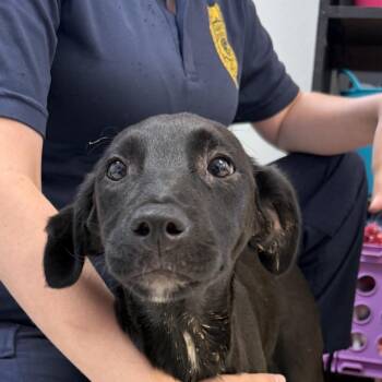 Labrador Retriever Dogs Available for Adoption in Jacksonville, Arkansas - Hunter | PetCurious