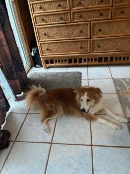 Shetland Sheepdog Sheltie Dogs Available for Adoption in Vale, North Carolina - Skittles | PetCurious