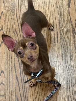 Bender -  Chihuahua Dog for Adoption in Holly Springs, North Carolina - Bender | PetCurious