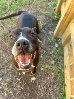 Rescue American Staffordshire Terrier Dogs for Adoption in Spring, Texas - Cherry | PetCurious