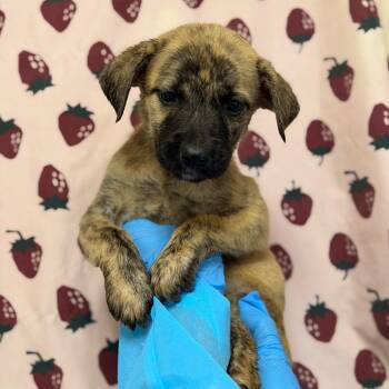 Butterfly -  Labrador Retriever and Mixed Breed Dog for Adoption in San Antonio, Texas - Butterfly | PetCurious
