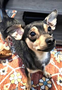 Joey -  Chihuahua and Dachshund Dog for Adoption in Dallas, Texas - Joey | PetCurious