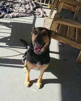 Rescue Australian Kelpie Dogs for Adoption in Piedmont, Oklahoma - Artemis | PetCurious