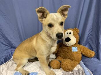 German Shepherd Dog and Mixed Breed Dogs Available for Adoption in Modesto, California - HENRY | PetCurious