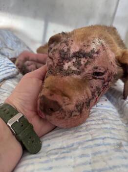 Mixed Breed Dogs Available for Adoption in Hortense, Georgia - Carina | PetCurious