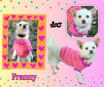 Rescue Chihuahua and Terrier Dogs for Adoption in Lindsay, California - Franny | PetCurious