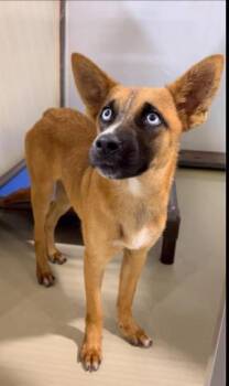 Rescue Shepherd Dogs for Adoption in Thousand Oaks, California - Kura -- URGENT! | PetCurious