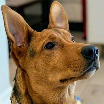 Shepherd Dogs Available for Adoption -  Luffy Aka Charlie (20250924-02) | PetCurious