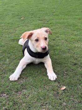 Retriever and Mixed Breed Dogs Available for Adoption in Saugus, Massachusetts - Duke Cute | PetCurious