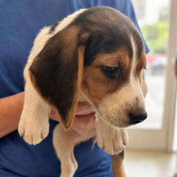 GEORGIA -  Beagle and Foxhound Dog for Adoption in Westminster, Maryland - GEORGIA | PetCurious