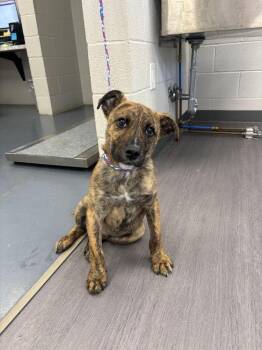 Labrador Retriever and Pit Bull Terrier Dogs Available for Adoption in Evansville, Indiana - Xavion | PetCurious