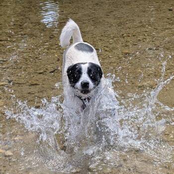 Kaia (fka Pru) -  Australian Cattle Dog Blue Heeler Dog for Adoption in Chester Springs, Pennsylvania - Kaia (fka Pru) | PetCurious