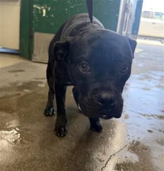 RALPH -  Pit Bull Terrier and Mixed Breed Dog for Adoption in San Bernardino, California - RALPH | PetCurious