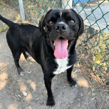 Cherokee -  Puggle Dog for Adoption in Lindon, Utah - Cherokee | PetCurious