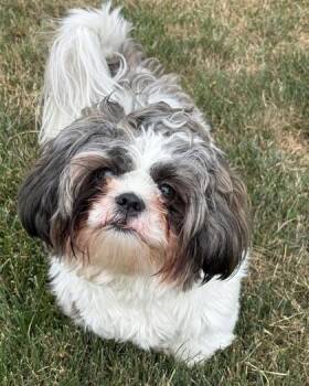 Miles -  Shih Tzu Dog for Adoption in Malvern, Pennsylvania - Miles | PetCurious