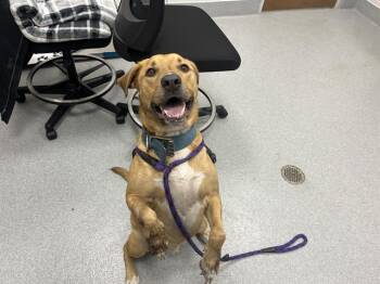 TYR -  Mixed Breed Dog for Adoption in Ocala, Florida - TYR | PetCurious