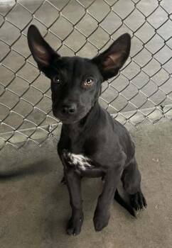 Rescue Terrier Dogs for Adoption in Pryor, Oklahoma - Salem | PetCurious