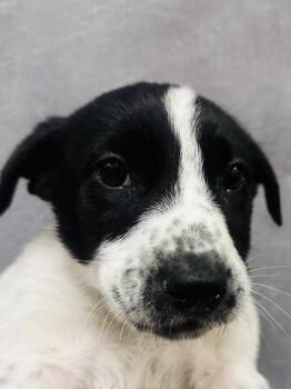 Cattle Dog and Mixed Breed Dogs Available for Adoption - Abbot | PetCurious