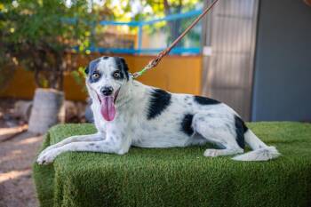 Cookie -  Border Collie and Australian Shepherd Dog for Adoption in Anacortes, Washington - Cookie | PetCurious