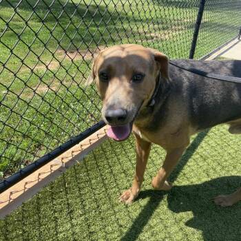 Rusty -  Doberman Pinscher and Mixed Breed Dog for Adoption in Greensboro, North Carolina - Rusty | PetCurious