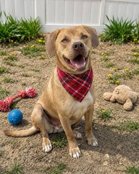 Benny -  Labrador Retriever and Weimaraner Dog for Adoption in Mount Laurel Township, New Jersey - Benny | PetCurious