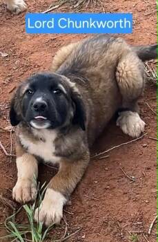 Great Pyrenees and Anatolian Shepherd Dogs Available for Adoption in Waunakee, Wisconsin - Lord Chunkworth | PetCurious
