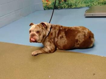 English Bulldog Dogs Available for Adoption in Moreno Valley, California - CHALUPA | PetCurious