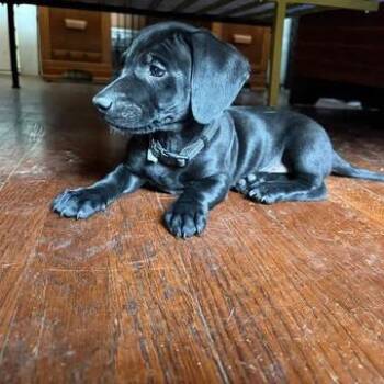 Dachshund and Mixed Breed Dogs Available for Adoption in Overland Park, Kansas - Limo | PetCurious