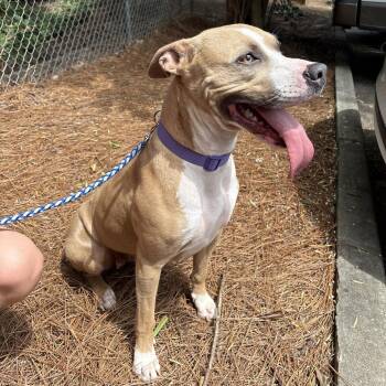 Mixed Breed Dogs Available for Adoption in Columbus, Georgia - 05/28/2026-Stray-WarmSpringsRoad/CountyLineRoad | PetCurious