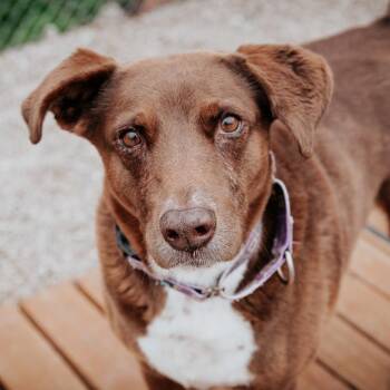 Coco -  Mixed Breed Dog for Adoption in West Olive, Michigan - Coco | PetCurious