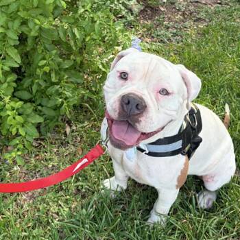 Palma YC -  American Bulldog Dog for Adoption in Austin, Texas - Palma YC | PetCurious