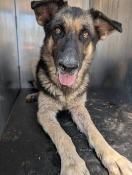German Shepherd Dog Dogs Available for Adoption in San Antonio, Texas - MELVIN | PetCurious
