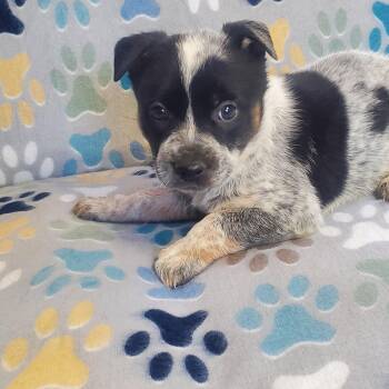 Blue Lacy Dogs Available for Adoption - Bluey | PetCurious