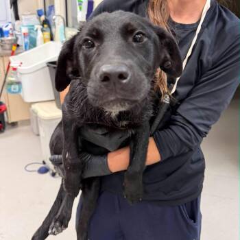 Stitch -  Black Labrador Retriever and Mixed Breed Dog for Adoption in North Charleston, South Carolina - Stitch | PetCurious