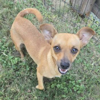 Rescue Chihuahua Dogs for Adoption in Park Row, Texas - Pride | PetCurious