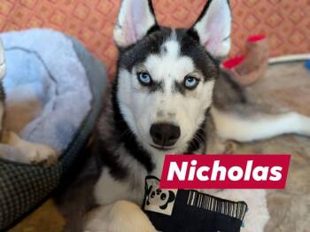 Husky Dogs Available for Adoption in Libertyville, Illinois - Nicholas | PetCurious