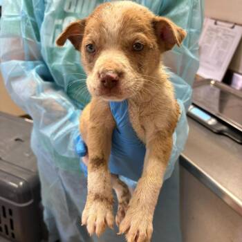 Phineas -  American Staffordshire Terrier and Mixed Breed Dog for Adoption in San Antonio, Texas - Phineas | PetCurious