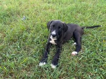 Weezer -  Mixed Breed Dog for Adoption in Statesboro, Georgia - Weezer | PetCurious