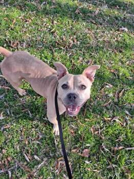 Rescue Pit Bull Terrier and Mixed Breed Dogs for Adoption in Knoxville, Tennessee - Nala Donna | PetCurious