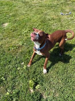American Staffordshire Terrier Dogs Available for Adoption in Pierceton, Indiana - Gotti | PetCurious
