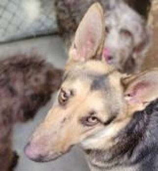 German Shepherd Dog Dogs Available for Adoption - Mocha | PetCurious