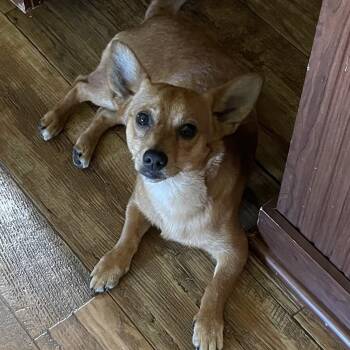 Miniature Dachshund and Chihuahua Dogs Available for Adoption in Florala, Alabama - Rowdy | PetCurious