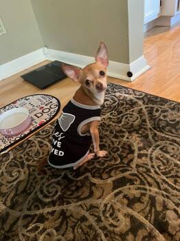 Nicky -  Chihuahua Dog for Adoption in De Pere, Wisconsin - Nicky | PetCurious
