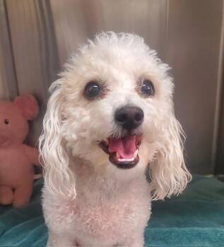 Sienna -  Miniature Poodle Dog for Adoption in Los Angeles, California - Sienna | PetCurious