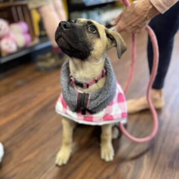 Black Mouth Cur and Anatolian Shepherd Dogs Available for Adoption - Fiona | PetCurious