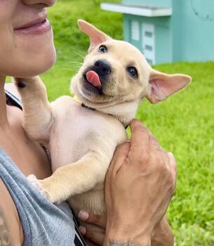 Labrador Retriever and Dachshund Dogs Available for Adoption in Isabela, Isabela - Nina - Lower Rider, Sweet, Girl Puppy *LOW FEE* | PetCurious