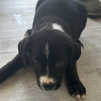 Willow -  Labrador Retriever and Mixed Breed Dog for Adoption in Richmond Hill, Georgia - Willow | PetCurious