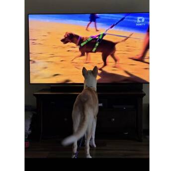 Mina -  Husky Dog for Adoption in Houston, Texas - Mina | PetCurious