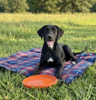 **ADELE** -  Labrador Retriever Dog for Adoption in North Prairie, Wisconsin - **ADELE** | PetCurious