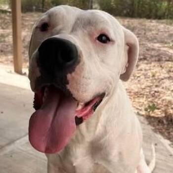 Moon -  Mixed Breed Dog for Adoption in Chino Valley, Arizona - Moon | PetCurious